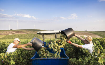 Caruso & Minini, una storia di vino tra le campagne di Salemi e l’antico baglio di Marsala